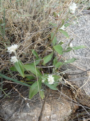 Gomphrena sonorae