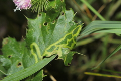 Phytomyza syngenesiae group