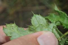 Phytomyza syngenesiae group