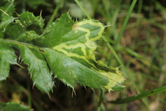 Phytomyza syngenesiae group