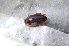 Coptotomus