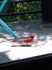 Cardinalis cardinalis