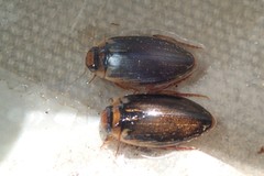 Coptotomus