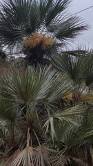 Trithrinax schizophylla