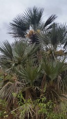 Trithrinax schizophylla