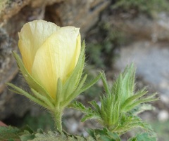 Hibiscus biseptus
