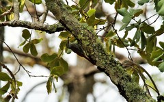 Lepidocolaptes leucogaster