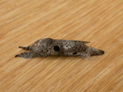 Sympycnodes digitata