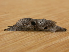 Sympycnodes digitata