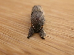 Sympycnodes digitata
