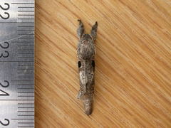 Sympycnodes digitata