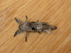 Sympycnodes digitata