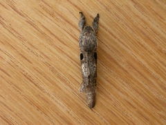 Sympycnodes digitata
