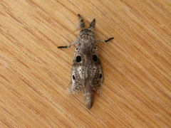 Sympycnodes digitata