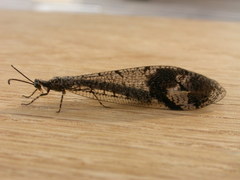 Glenoleon pulchellus