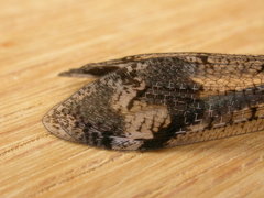 Glenoleon pulchellus