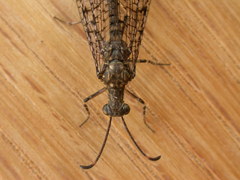 Glenoleon pulchellus