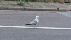 Larus canus