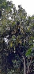 Macadamia tetraphylla