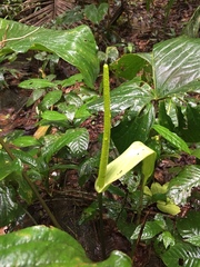 Anthurium ochranthum