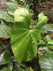Anthurium ochranthum