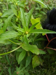 Bidens comosa