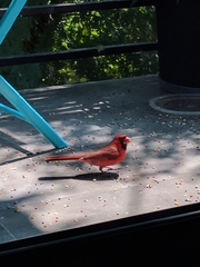 Cardinalis cardinalis