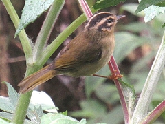 Basileuterus tristriatus