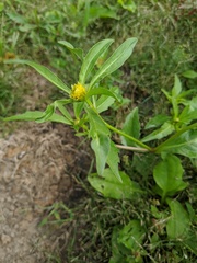 Bidens comosa