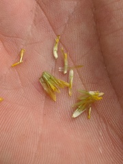 Bidens comosa