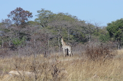 Giraffa camelopardalis giraffa