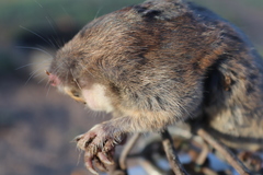 Thomomys sheldoni chihuahuae
