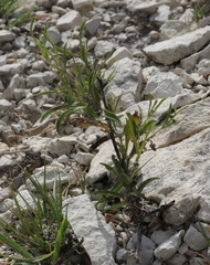 Pombalia verticillata