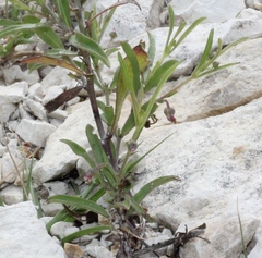 Pombalia verticillata