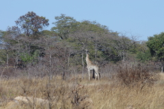 Giraffa camelopardalis giraffa