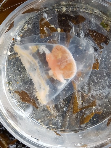 Representative image of Neoturris