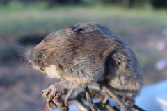 Thomomys sheldoni chihuahuae