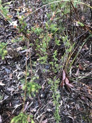 Euryomyrtus ramosissima ramosissima