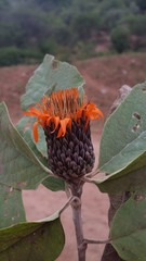 Cnicothamnus