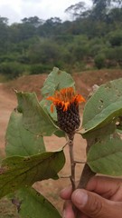 Cnicothamnus