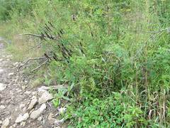 Astragalus uliginosus