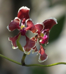 Cyrtochilum geniculatum