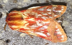 Lophocampa roseata