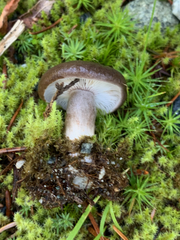 Lactarius kauffmanii
