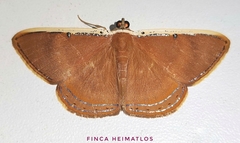 Palyas micacearia