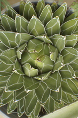 Agave victoriae-reginae swobodae