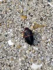 Prosapia bicincta
