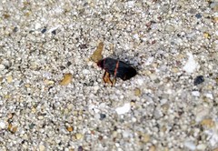 Prosapia bicincta