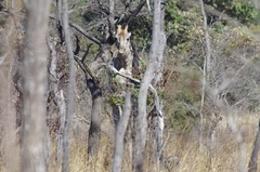Giraffa camelopardalis giraffa