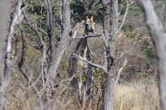 Giraffa camelopardalis giraffa